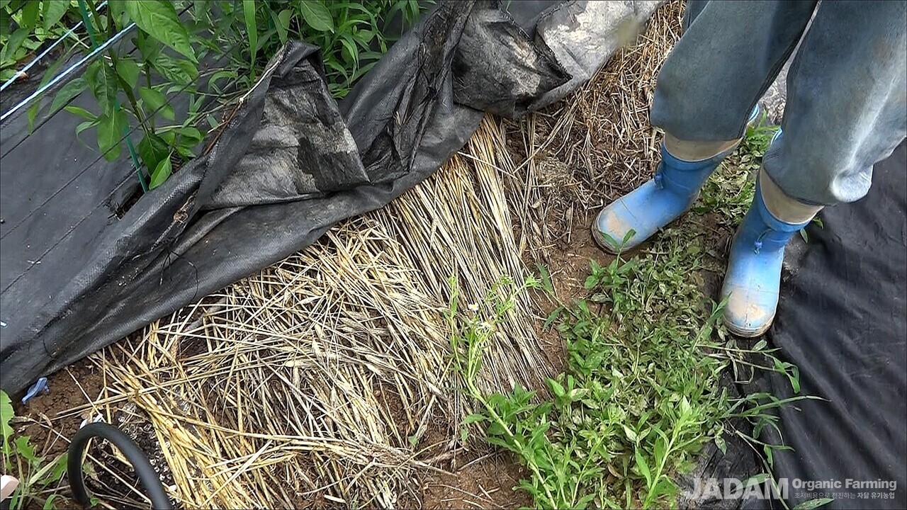 Barley cover crop pulled and laid flat across pepper bed ridges as natural surface mulch to enhance soil organic matter.