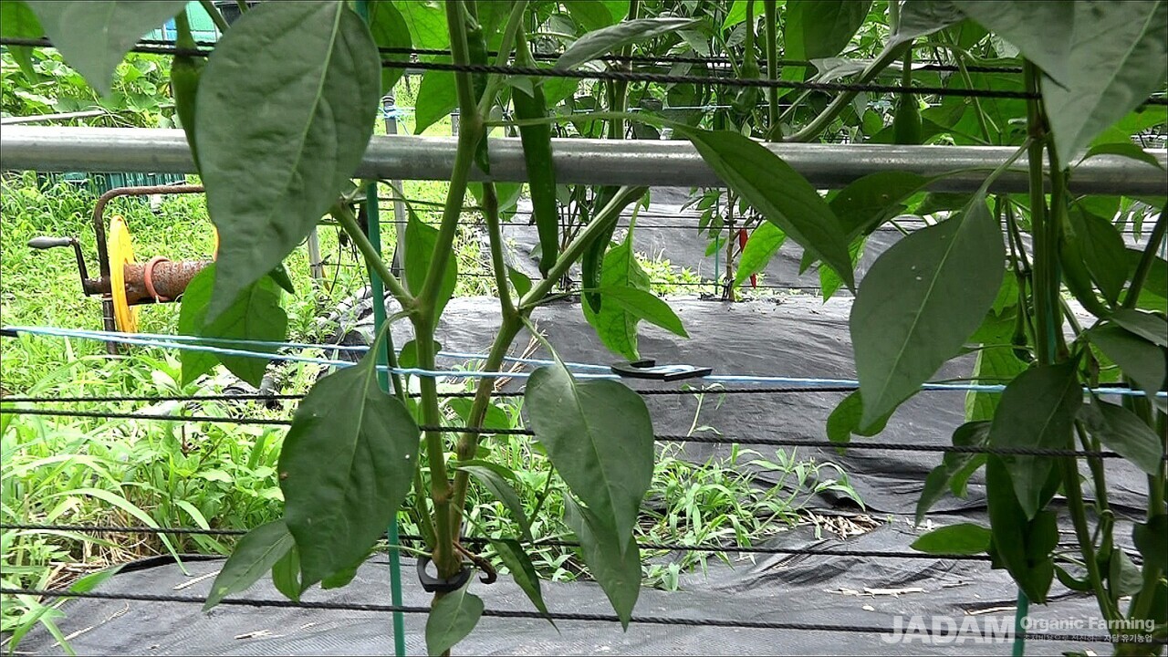 Young pepper plants secured with horizontal support strings along the row to prevent lodging.