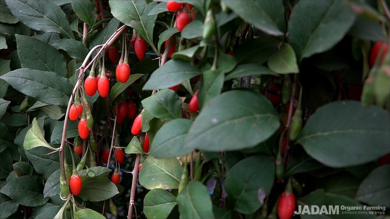 Close-up view of ripe red goji berries on the vine without any visible pests or pest damage.