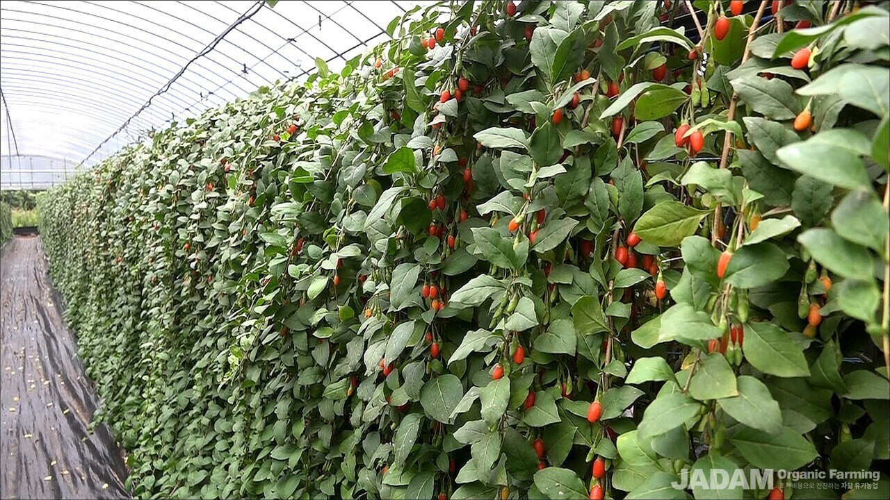 Goji berry plants growing vibrantly and healthily inside the greenhouse.