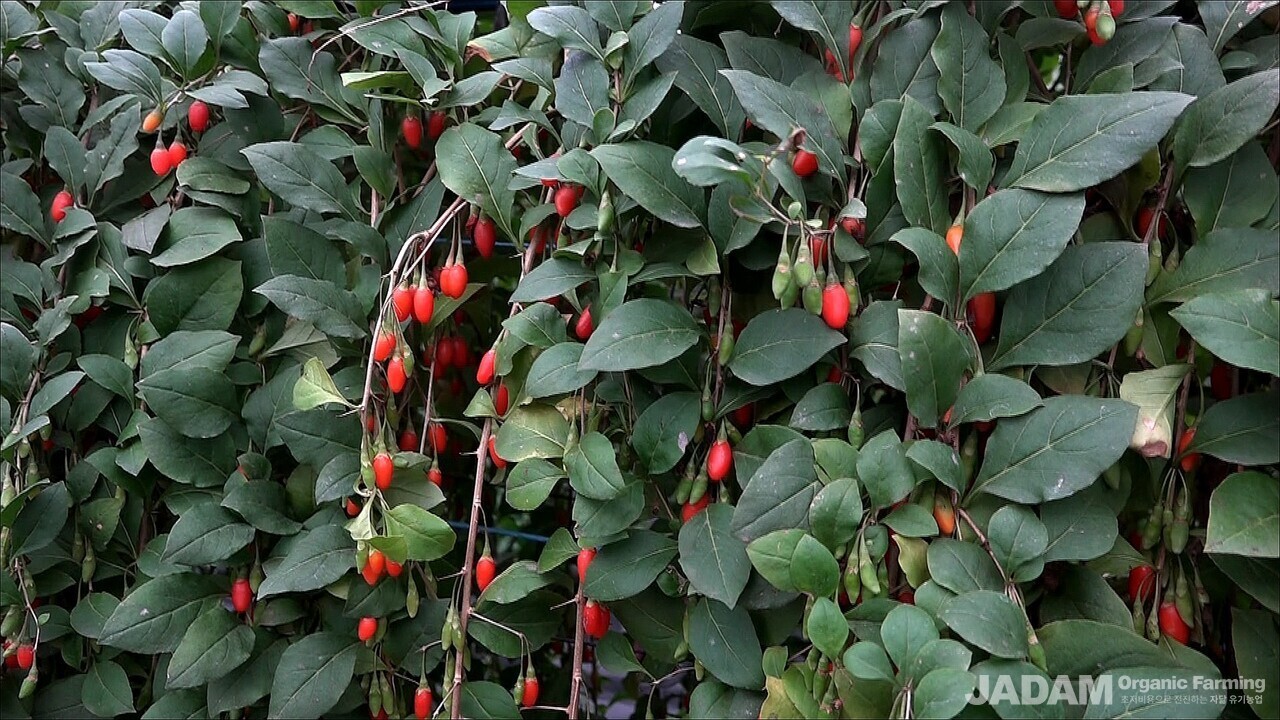 Close-up view of ripe red goji berries on the vine without any visible pests or pest damage.