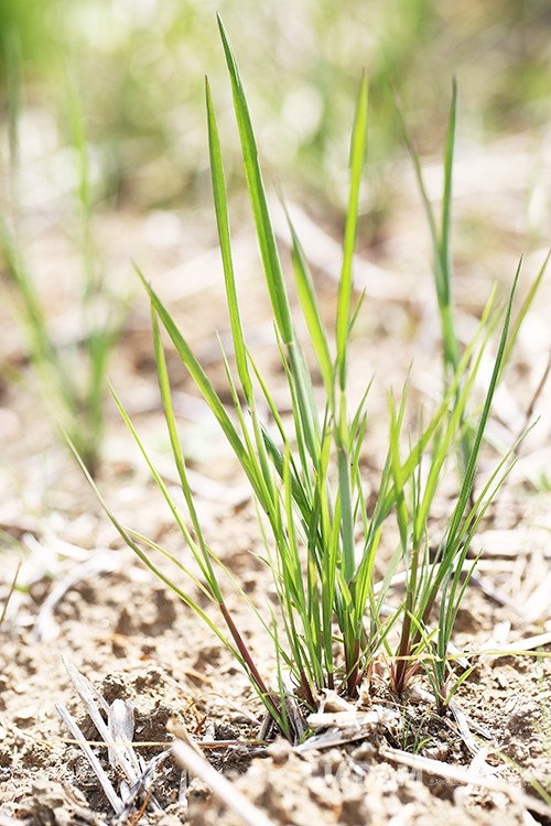 Side-angle photo of shortawn foxtail growing in the field