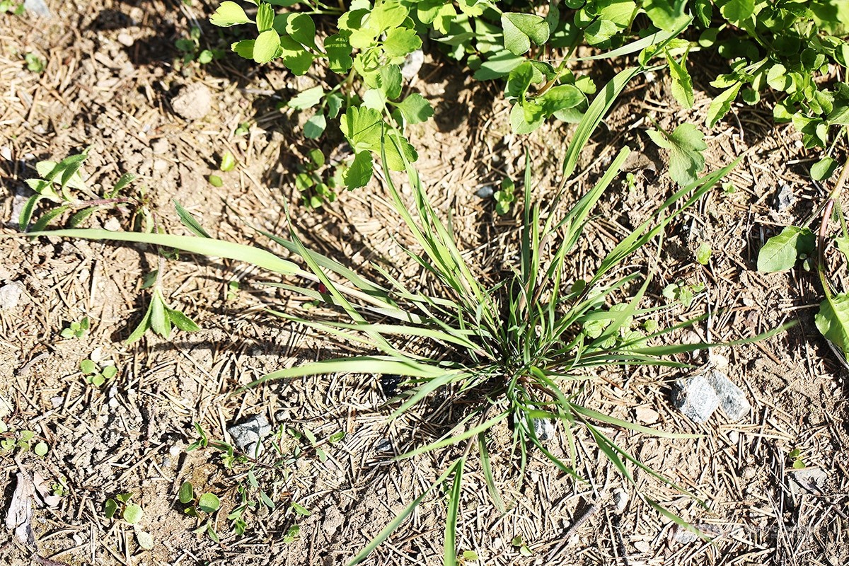 A winter annual grass of the family Poaceae most commonly found in paddy fields (Top: Paddy-type, Bottom: Field-type)
