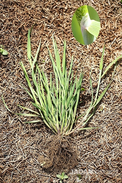 Leaves extending from leaf sheaths display a bluish-green bloom, with a membranous ligule located at the base (inside circle)