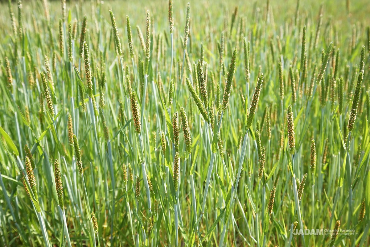 A vibrant green field of fresh shortawn foxtail plants