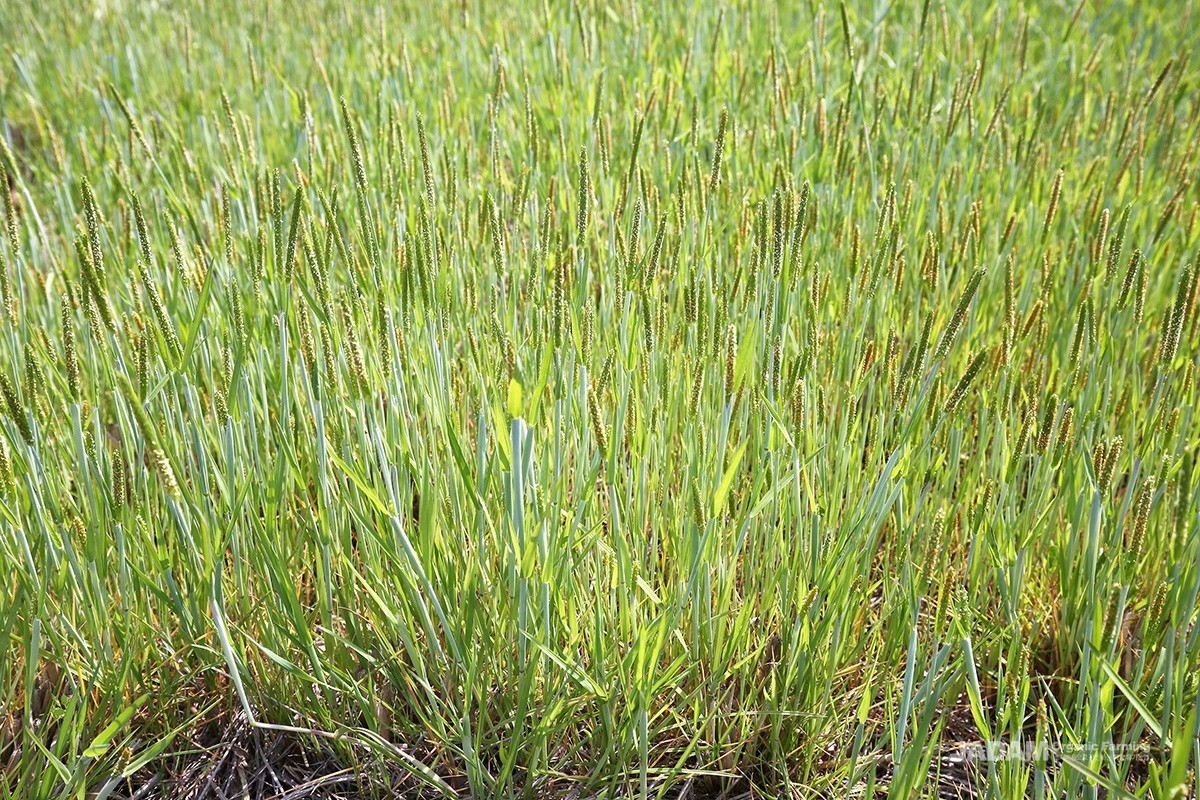 Starting in April, light green flower spikes form long cylindrical heads at the tip of the stems