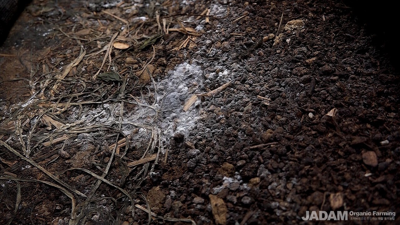 Close-up photo of microbially rich, healthy soil