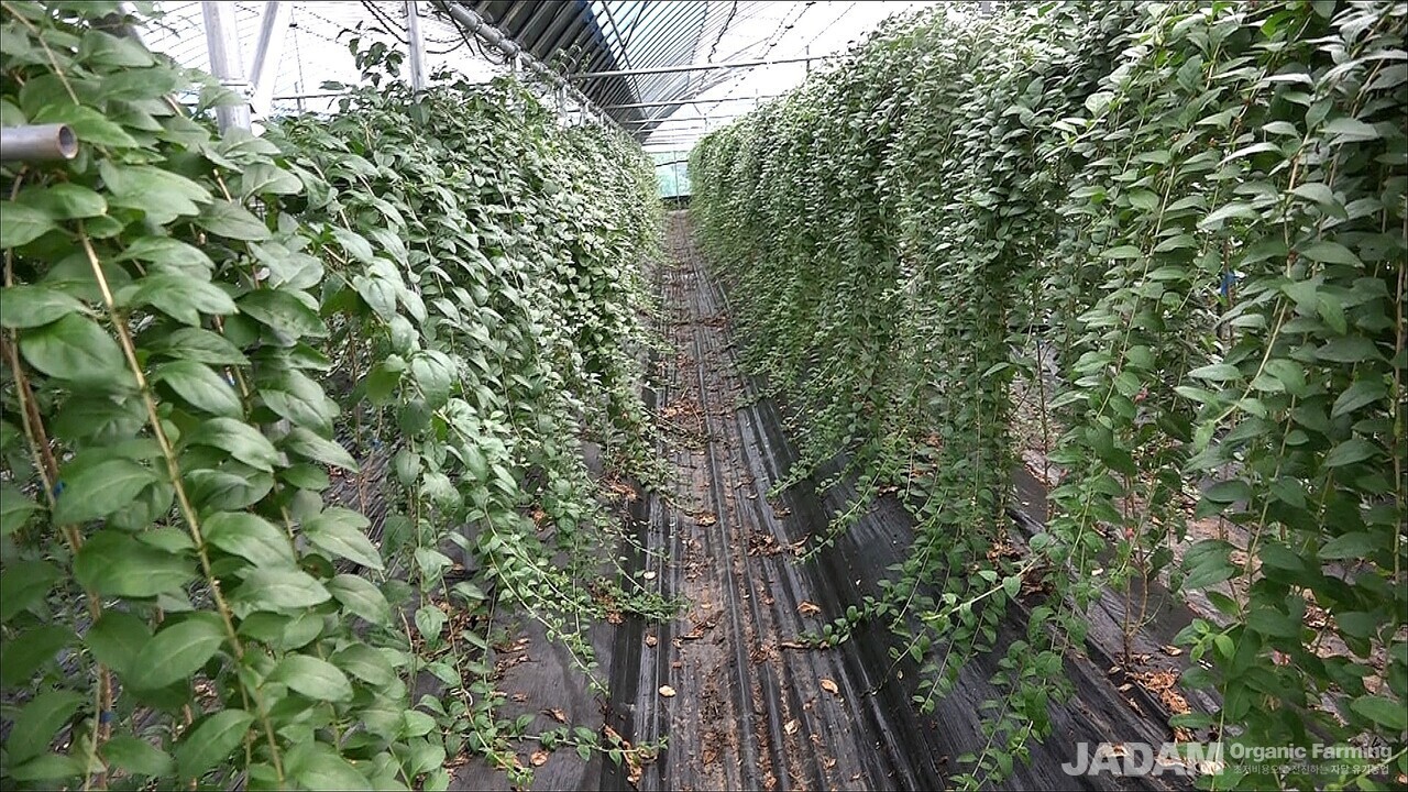 Overview of a goji berry farm field before fruit development