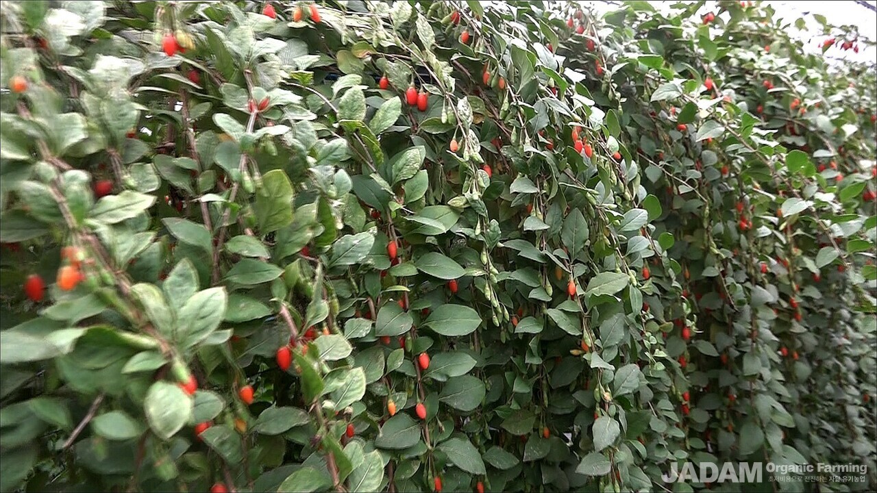 A lush canopy of goji berry plants laden with bright red ripe berries
