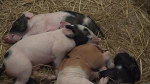 No more parasites in organic pigs