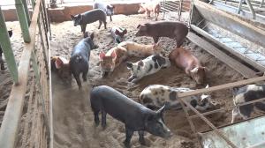 Absolutely completely zero-smell pig farm