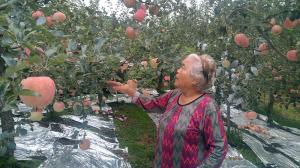 How are apples doing in extraordinary heat and drought?