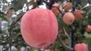 Jadam pesticide cost is $1,000 per acre per year