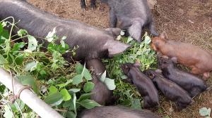 Rice bran and grass are sufficient for pig feed