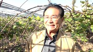 Grapes are tasty and colorful with JADAM sulfur