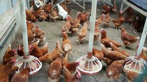 4. Hawaiian farmers visit JADAM farms in Korea - Mr. Muyeon Kim's organic poultry
