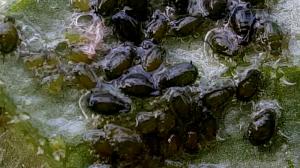 20. Sunchokes can control aphids