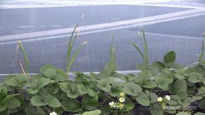 Planting garlic both sides of strawberry greenhouse, helps to avoid aphids and mites