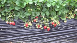 Secret of high-yield strawberry