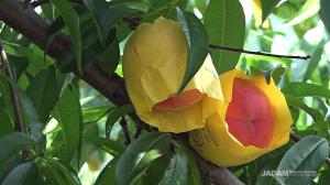 JADAM method is very effective on leaf spot and gray mold rot.