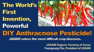 The World's First Invention, Powerful DIY Anthracnose Pesticide!