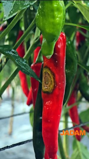 The Anthracnose Terminator : JADAM Sulfur