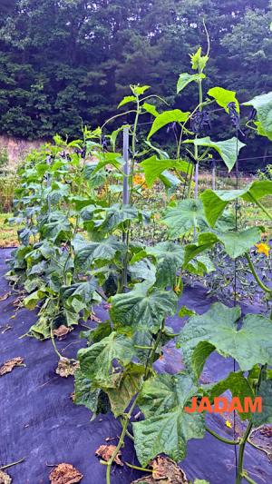 Organic cucumbers are growing well during the rainy season