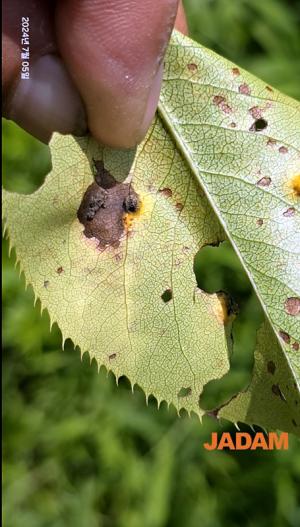 JS can control Pear Rust Miraculously.