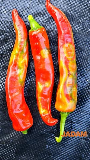 Tomamto Spotted Wilt Virus