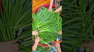 Korean Large Green Onion Kimchi