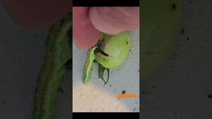 JMP Crushes Tobacco Budworms in Tomatoes