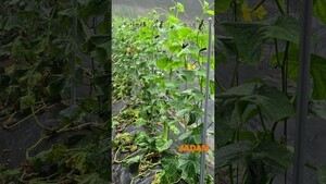 JMP Wipes Out Cucumber Downy Mildew!