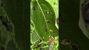 Pear Rust Controlled by JMP with JS