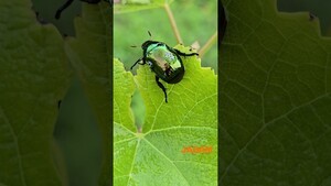 Testing the Limits of JMP: Slowing Down Orchard Beetles