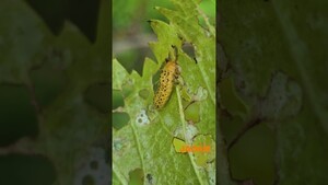 From Ten-spotted ladybird beetle to Mosquitoes: JMP in Action