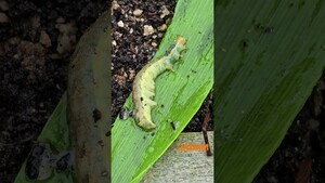 Beet armyworm