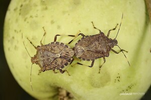 Brown Marmorated Stink Bug