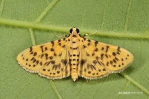 Yellow Peach Moth