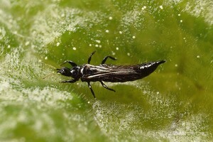 Japanese Persimmon Thrips (Ponticulothrips diospyrosi Haga et Okajima)