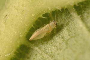 Mulberry Thrips