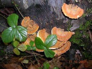 Useful Common Sense to Know Outdoors The Mysteries of Wild Mushrooms
