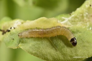 Plum Tortrix Moth