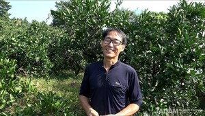 Ruby Scale Insects, Which Even Chemical Pesticides Cannot Stop, Successfully Controlled with JADAM Microbial Pesticide (JMP)!