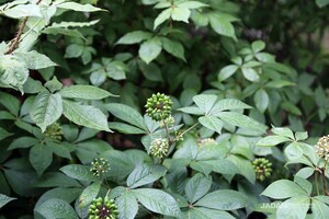 Siberian Ginseng (Eleutherococcus sessiliflorus)