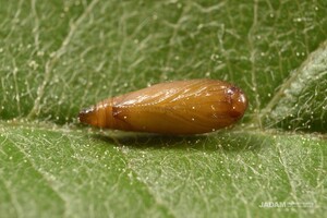 Wolfberry Leaf-miner Moth (Ilseopsis parki Povolny)