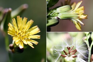 Oriental False Hawksbeard