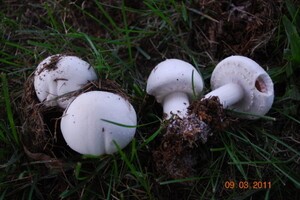 Medicinal Mushroom Story: The Field Mushroom (Agaricus campestris)