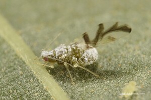 Chestnut Apid