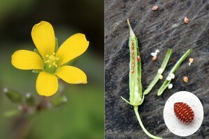 Creeping Woodsorrel