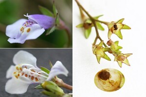 Japanese Mazus